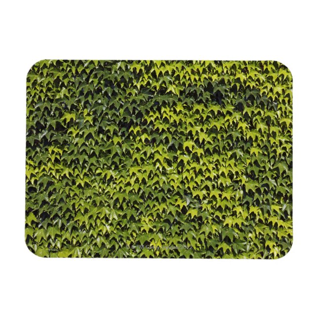 Efeu (Hedera helix) an der Hauswand Magnet (Horizontal)
