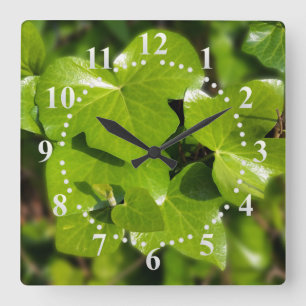 Efeu in der Sonne Quadratische Wanduhr
