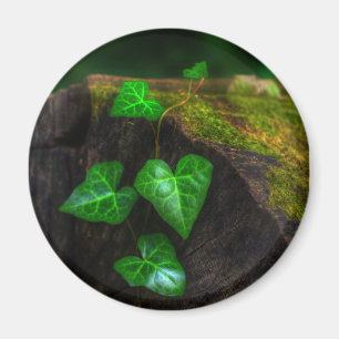 Efeuherzen Magnet