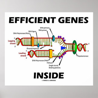 Effiziente Gene in der DNA-Replikation Poster