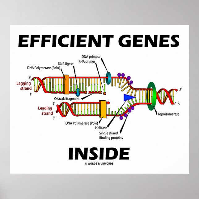 Effiziente Gene in der DNA-Replikation Poster (Vorne)