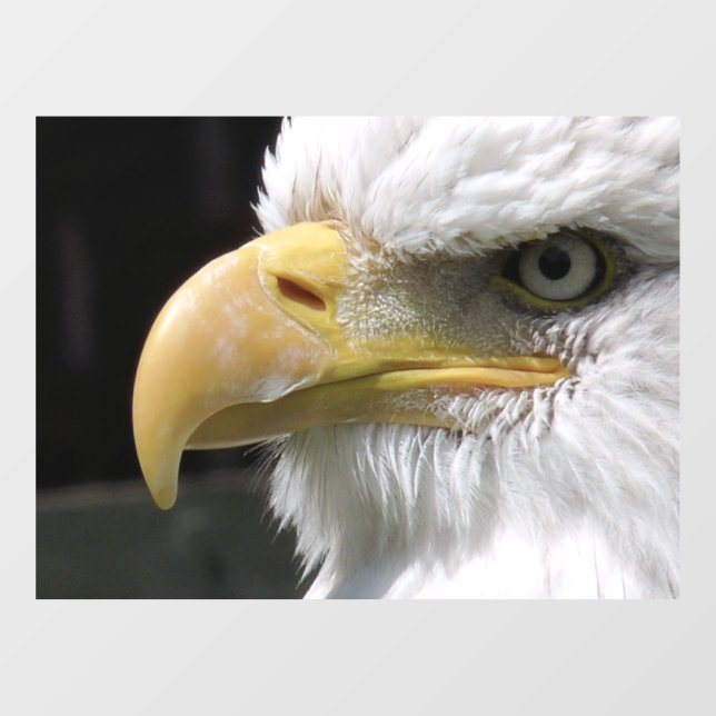 EGELGEBURT FENSTERAUFKLEBER (Blatt)