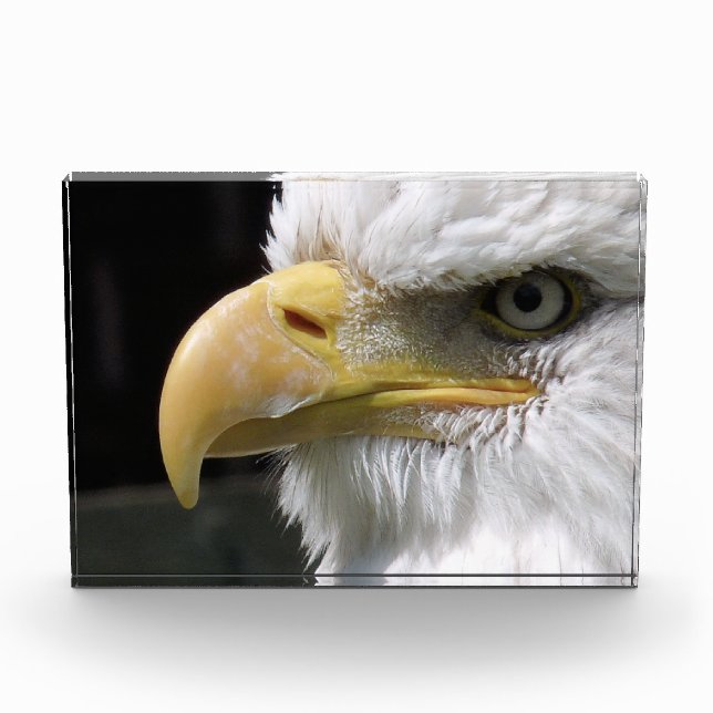 EGELGEBURT FOTOBLOCK (Vorderseite)