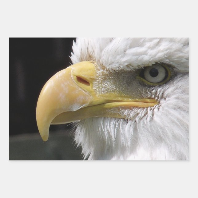 EGELGEBURT GESCHENKPAPIER SET (Vorderseite)