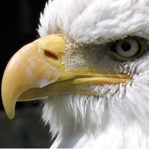 EGELGEBURT LEINWANDDRUCK