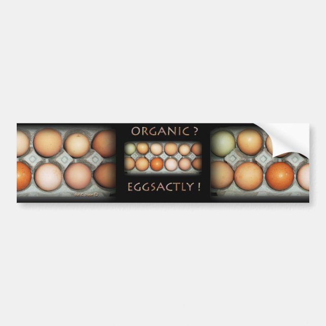 EGGSACTLY AUTOAUFKLEBER (Vorne)