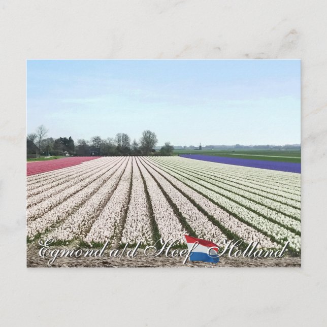 Egmond aan den Hoef Bulb Blume Holland Postcard Postkarte (Vorderseite)