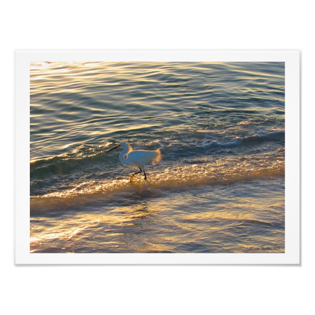 Egret am Strand Fotografie Print (Vorne)