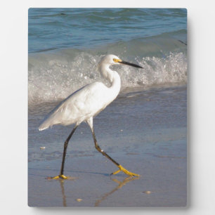 Egret am Strand Fotoplatte
