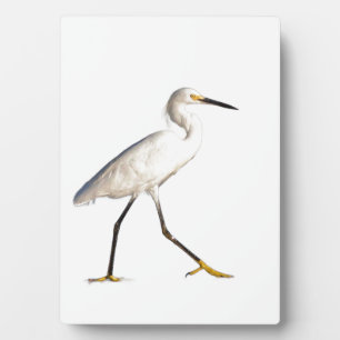 Egret am Strand Fotoplatte