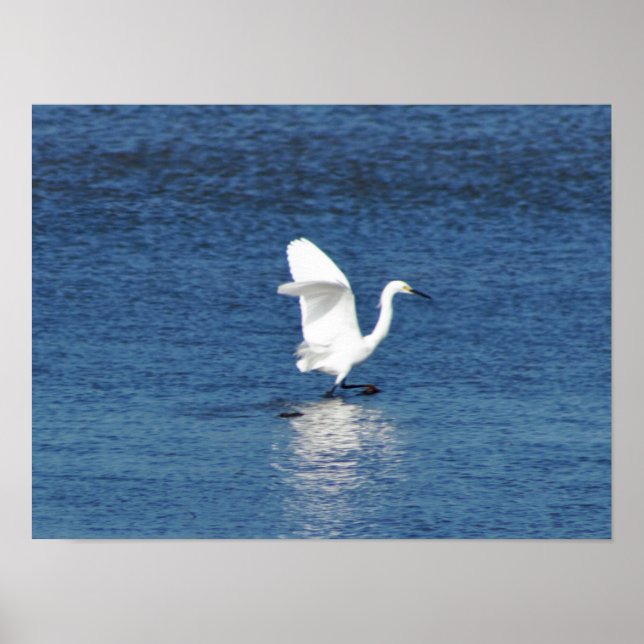 Egret Foto Poster (Vorne)