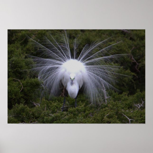 Egret Foto Poster (Vorne)