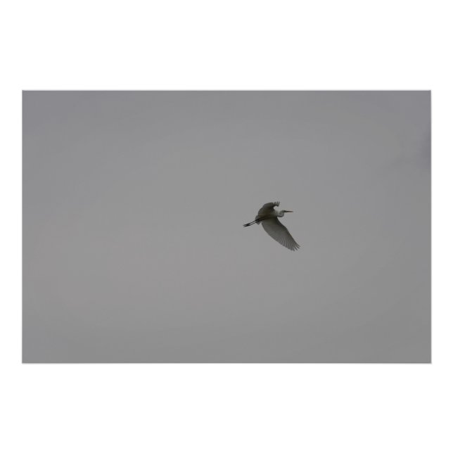 Egret im Flug Fotodruck (Vorne)