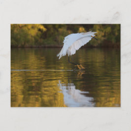 Egret im Flug über den Goldenen Teich Postkarte