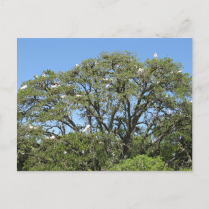Egret in einer Tree-Postkarte Postkarte