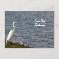 Egret lädt Sie ein, nach Louisiana zu kommen