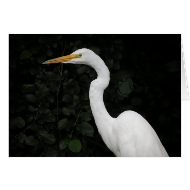 Egret Note Card (Vorderseite (Horizontal))