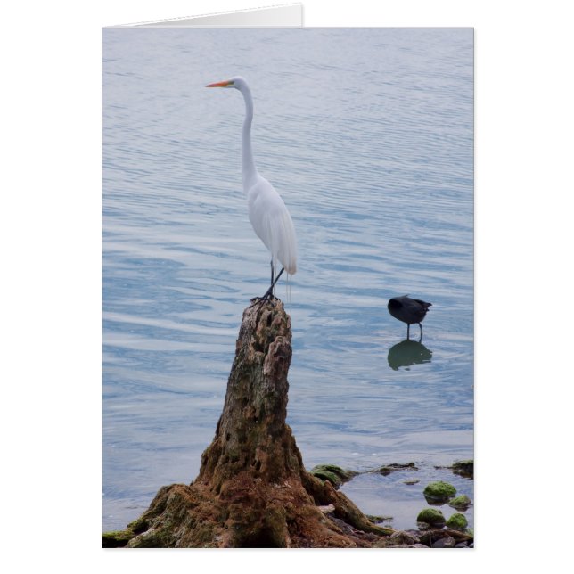 Egret Perch (Vorne)
