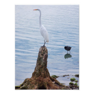 Egret Perch Fotodruck