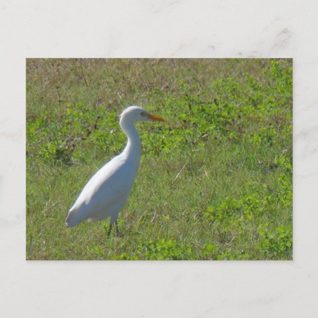 Egret Postkarte (Vorderseite)