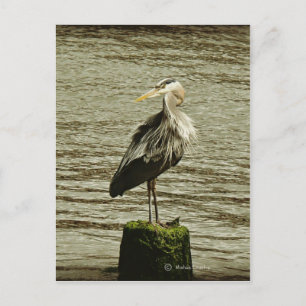 Egret Postkarte