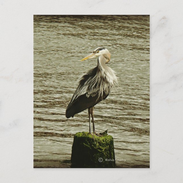 Egret Postkarte (Vorderseite)