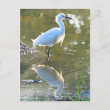 Egret Postkarte