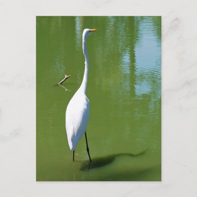 Egret Postkarte (Vorderseite)