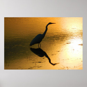 Egret Reflection bei Sunset Poster