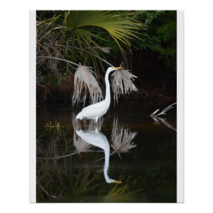 Egret & Reflection Foto Glossy Poster