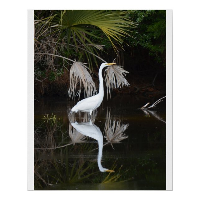 Egret & Reflection Foto Glossy Poster (Vorderseite)