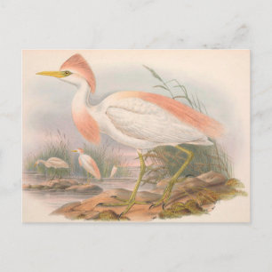 Egret Vintag Zoological Sketch Postcard Postkarte