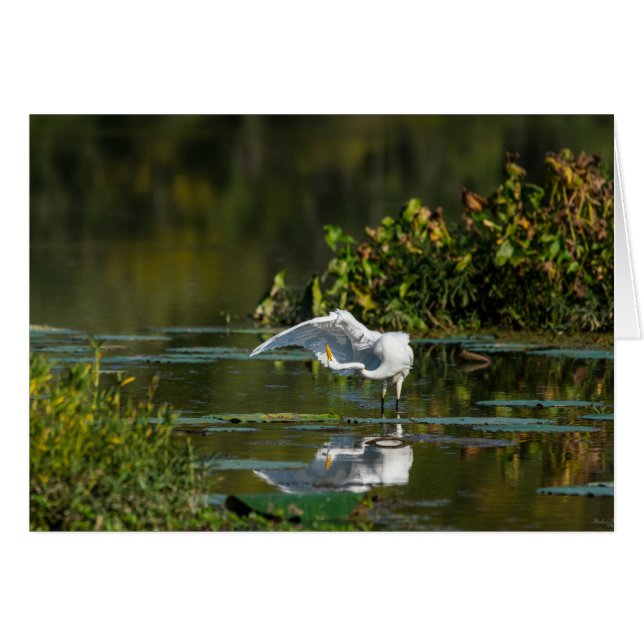Egret Wing Exam (Vorderseite (Horizontal))