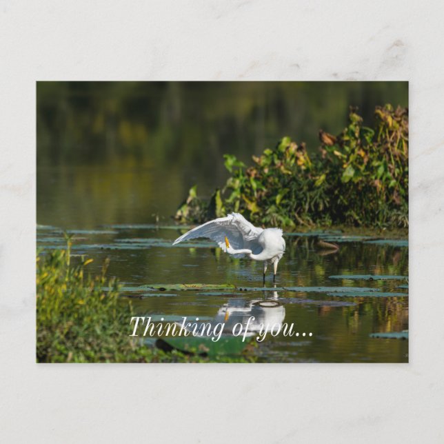 Egret Wing Exam Denken Sie an Sie Postkarte (Vorderseite)