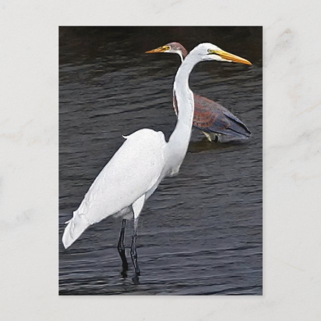 Egrets Postkarte (Vorderseite)