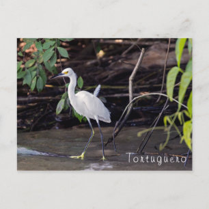 Egretta thula in Tortuguero - Costa Rica Postkarte