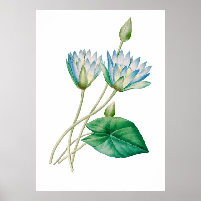 Egyptian Lotus Blume Print by P.J. Redouté Poster (Vorne)