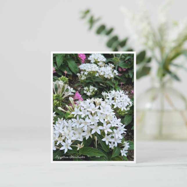Egyptian Starcluster Postkarte (Stehend Vorderseite)