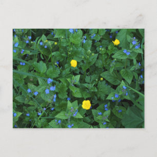 Ehrenpreis und Butterblumen Postkarte