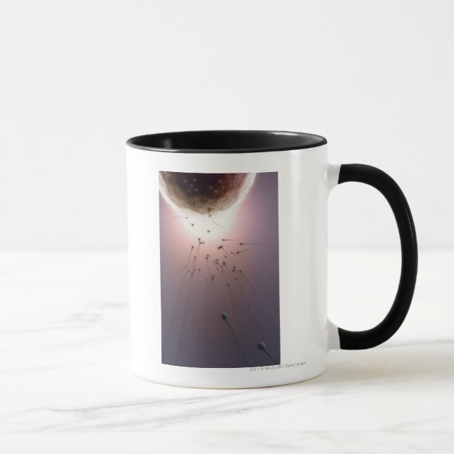 Ei, das durch Samenzellen befruchtet wird Tasse (Rechts)