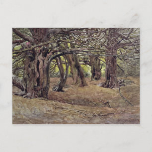 Eiben im alten Eiben-Holz Postkarte