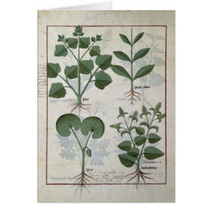 Eibisch u. Hastula Regia Asarabacca u.