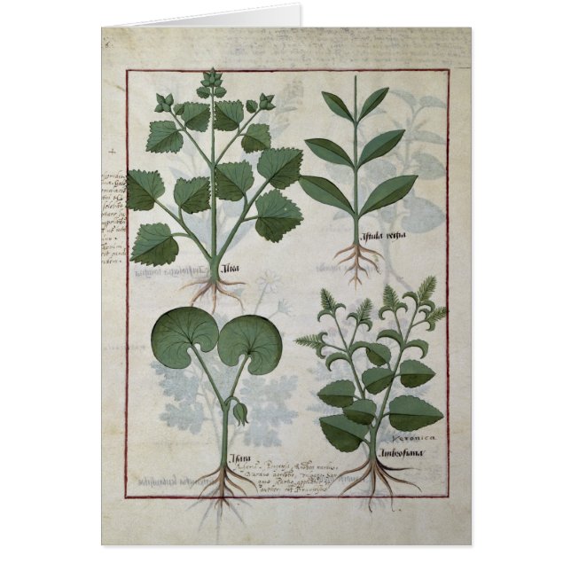 Eibisch u. Hastula Regia Asarabacca u. (Vorne)