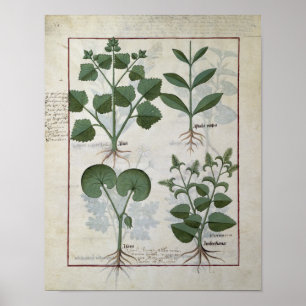 Eibisch u. Hastula Regia Asarabacca u. Poster