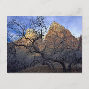 Eichbäume im Winter, Gerichtshof der Patriarchen Postkarte
