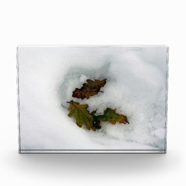 Eiche-Blätter im Leinwand der Schnee-Urlaubskarte Fotoblock (Vorderseite)