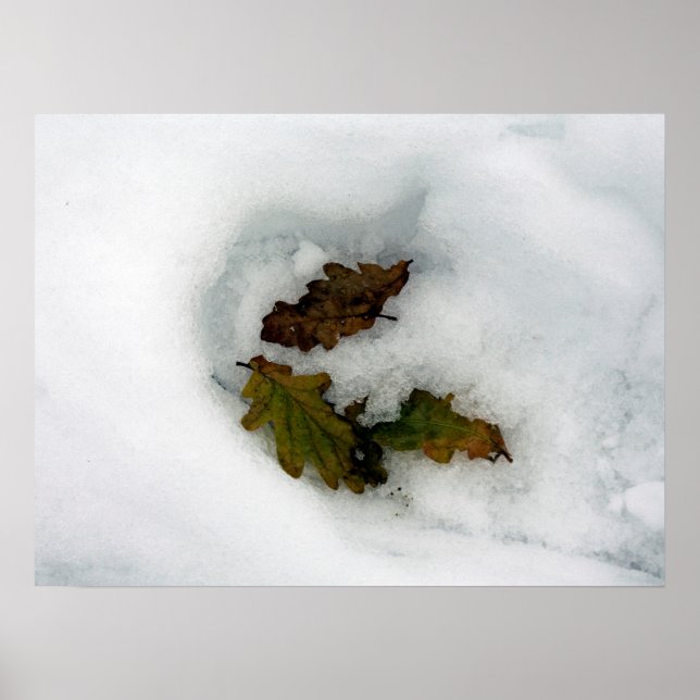 Eiche-Blätter im Leinwand der Schnee-Urlaubskarte Poster (Vorne)