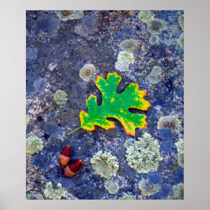 Eiche Leaf und Acorns auf einem mit Lichen bedeckt Poster
