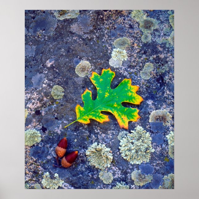 Eiche Leaf und Acorns auf einem mit Lichen bedeckt Poster (Vorne)
