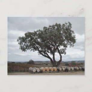 Eiche mit Weinfässern, Doce Robles Postkarte